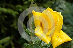 beautiful yellow rose heads with dew drops, condition after watering flowers in the garden, after rain