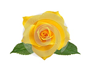 Beautiful yellow rose isolated on white