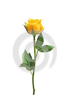 Beautiful yellow rose isolated