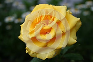 Beautiful yellow rose with rain drops