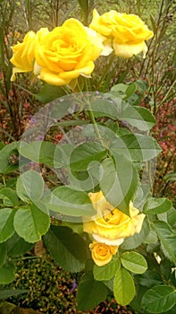 Beautiful Yellow Rose Shinning Flower