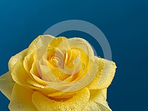 Beautiful yellow rose with water drops.