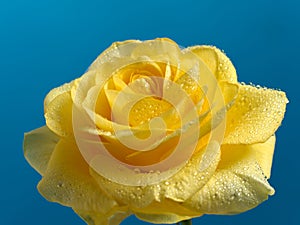 Beautiful yellow rose with water drops.