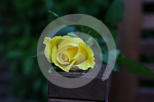 Beautiful yellow rose on wooden armrest outdoors, closeup