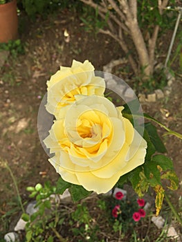 Beautiful Yellow roses