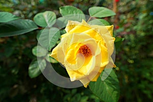 Beautiful yellow roses flower isolated on white background