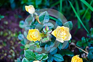 Beautiful yellow roses in the garden. Selective focus. Nature.