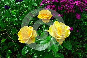 Beautiful yellow roses in garden with wildflowers, floral background