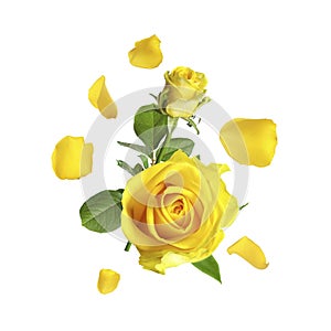 Beautiful yellow roses and green leaves in air on white background