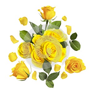 Beautiful yellow roses and green leaves in air on white background