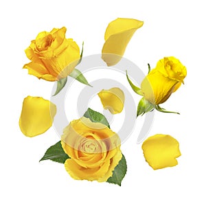 Beautiful yellow roses and green leaves in air on white background