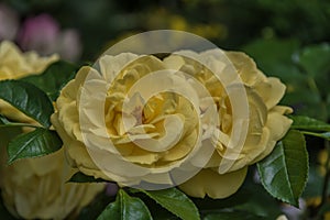 Beautiful yellow roses in nature photo