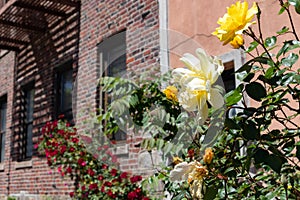 Beautiful Yellow Roses during Spring in front of an Old Brick Apartment Building in Astoria Queens New York