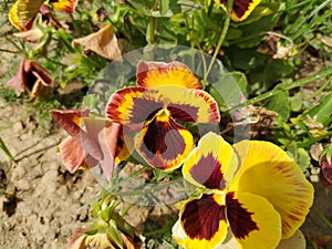 Beautiful yellow rown color flower called pansy