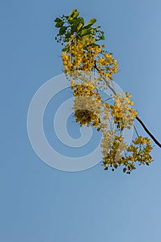 Beautiful yellow shower flower (Cassia Fistula) with sky background.