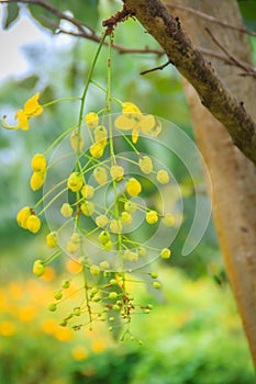 Beautiful yellow shower flower Cassia Fistula on tree. Cassia fistula is also known as the golden rain tree.