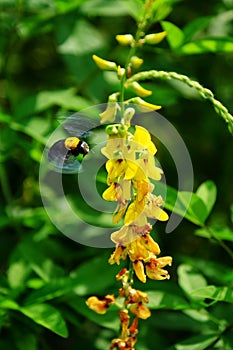 Beautiful yellow shrubs