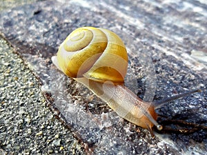 Beautiful yellow snail on the street