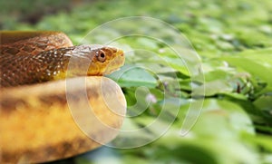 Beautiful yellow snake