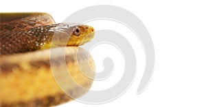 Beautiful yellow snake