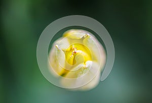 Beautiful yellow spring tulip flowers growing in garden