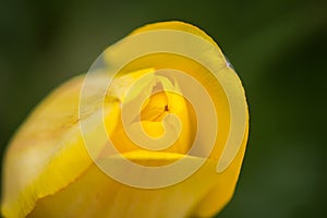 Beautiful yellow spring tulip flowers growing in garden