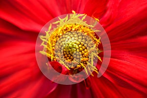 A beautiful yellow stamen in the center in a pretty bright red blooming flower