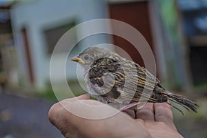 Beautiful yellow striped bird in hands with focused background of house in cajola photo