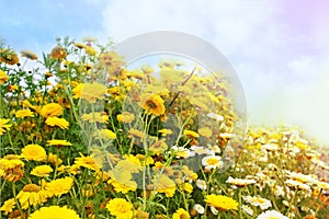 Beautiful yellow sumemr flowers photo