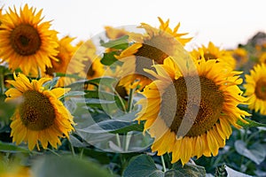 Beautiful yellow summer sunflower flowers against the sky, stunning landscape. Field of sunflowers