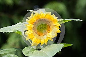 A beautiful yellow sunflower in summer bloom