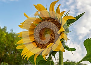 Beautiful yellow sun flower against blue sky and white cloud in nature