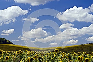 Beautiful yellow sunflower