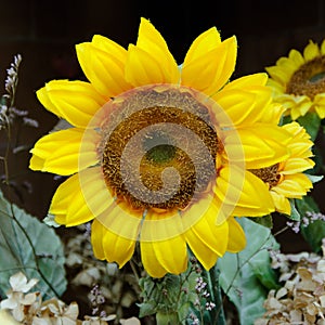 Beautiful yellow sunflower