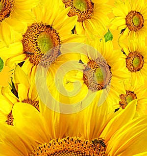 Beautiful yellow sunflower