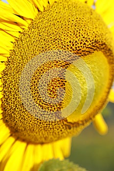 Beautiful yellow sunflower