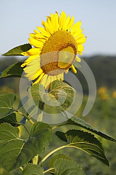 Beautiful yellow sunflower