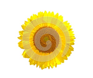 The beautiful yellow Sunflower