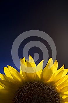 Beautiful yellow sunflower