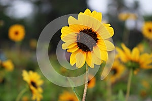 Beautiful Yellow Sunflower in Bangladesh. This image captured by me from Rangpur Jamidar Bari Flower Garden