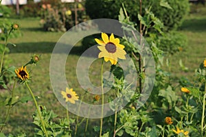 Beautiful Yellow Sunflower in Bangladesh. This image captured by me from Rangpur Jamidar Bari Flower Garden