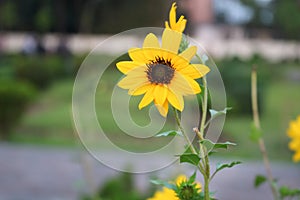 Beautiful Yellow Sunflower in Bangladesh. This image captured by me from Rangpur Jamidar Bari Flower Garden