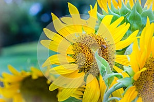 Beautiful yellow sunflower with bumble bee. Sunflowers (Helianthus annuus) is an annual plant with a large daisy-like flower face