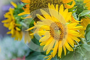 Beautiful yellow sunflower with bumble bee. Sunflowers (Helianthus annuus) is an annual plant with a large daisy-like flower face