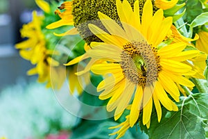 Beautiful yellow sunflower with bumble bee. Sunflowers (Helianthus annuus) is an annual plant with a large daisy-like flower face