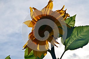 Beautiful yellow sunflower close-up