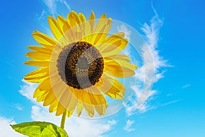 Beautiful yellow sunflower - Closeup against blue sky with whispy clouds