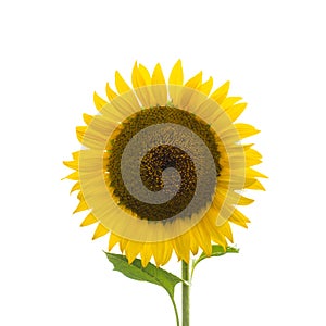 Beautiful yellow sunflower closeup on white background