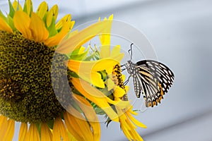 Beautiful yellow sunflower with cute butterfly. Sunflowers (Helianthus annuus) is an annual plant with a large daisy-like flower