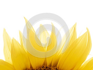 Beautiful yellow sunflower in the detail